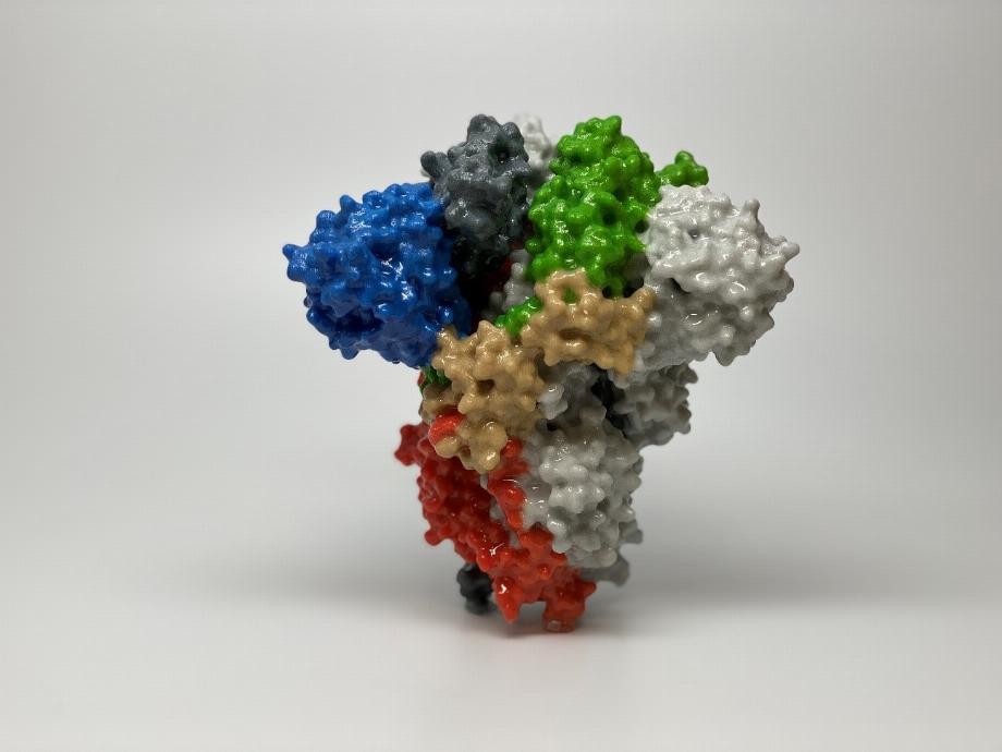 C'est ainsi que la protéine de pointe du virus SARS-CoV-2 est représentée en 3D. Celui identifié dans Ómicron a été choisi par des scientifiques nord-américains / National Institute of Allergy and Infectious Diseases (NIAID)