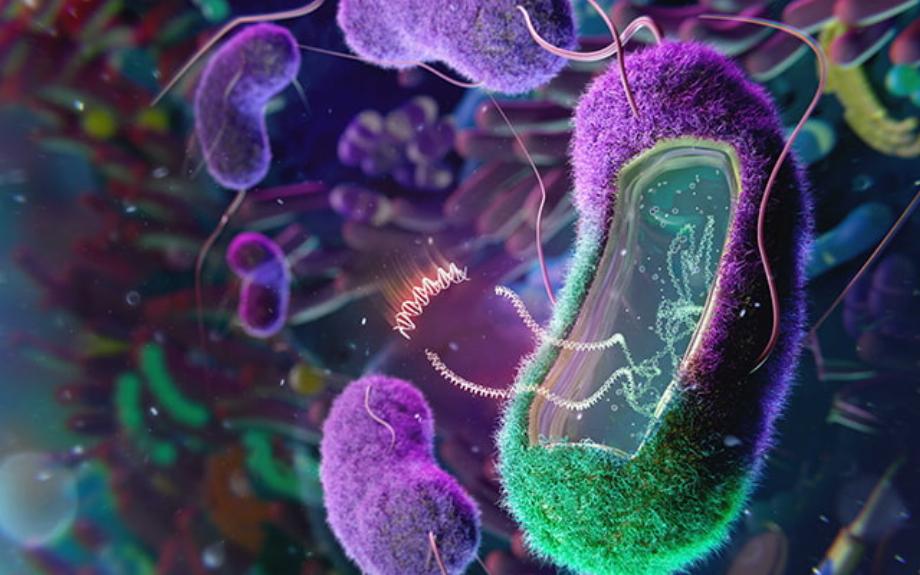 En raison du coronavirus, le patient a une plus faible diversité de bactéries bénéfiques et les microbes les plus dangereux se développent, comme publié dans la revue Nature Communications / Thom Leach, Amoeba Studios