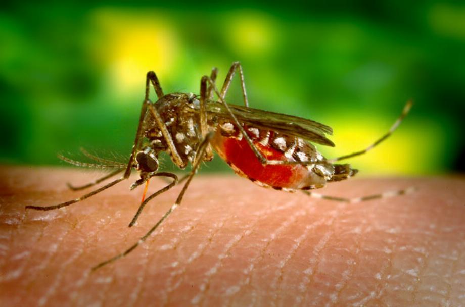 Comme la dengue et le COVID-19 partagent certains symptômes, il est recommandé aux professionnels de la santé d'établir un diagnostic différentiel pour détecter les infections de manière précoce / James Gathany Source CDC - PHIL