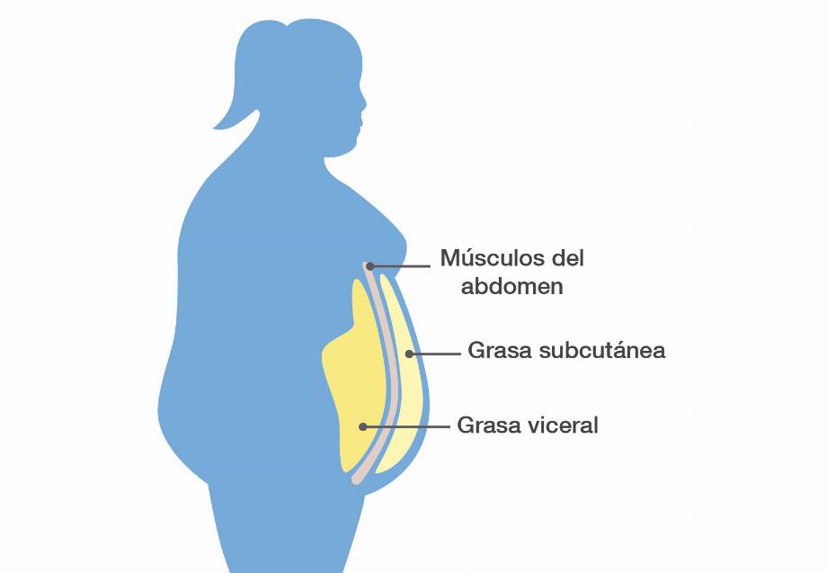 La variante Manaus est moins efficace pour infecter les cellules graisseuses viscérales que la souche ancestrale