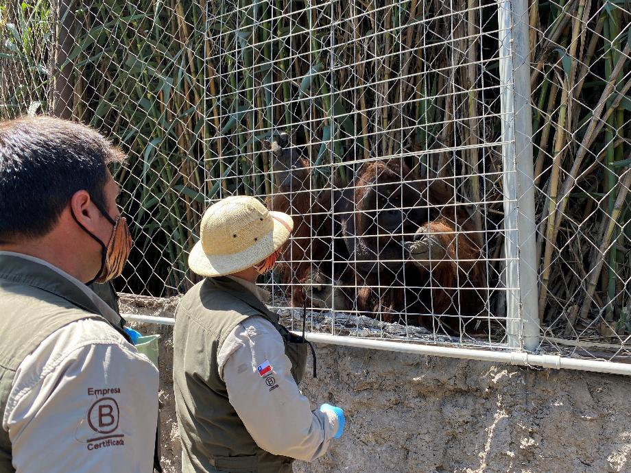 Le personnel du zoo de Santiago du Chili se prépare à injecter un vaccin contre le COVID (Reuters)