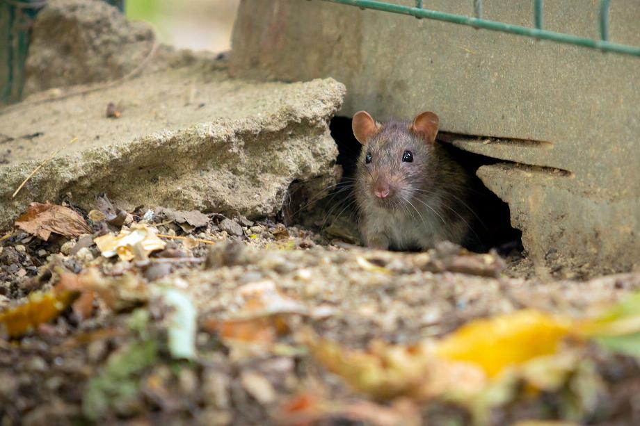 Les rats peuvent aussi être porteurs asymptomatiques (ou symptomatiques) du coronavirus / Crédit : Freepik