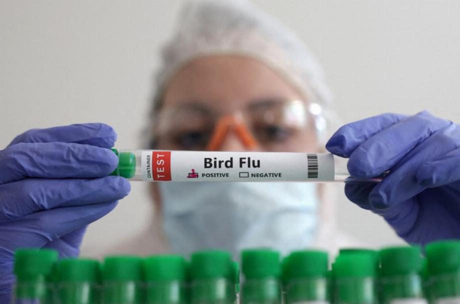 La grippe aviaire a commencé par une nouvelle épidémie en 2022 et s'est étendue en 2023 (REUTERS/Dado Ruvic/Illustration/File)