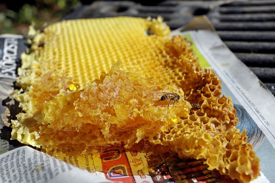 Une abeille se repose sur le miel récolté par l'apiculteur Antonio Lorenzo Hernández dans son entreprise familiale, le 1er décembre 2020, dans la municipalité de San Mateo Ozolco, à Puebla, au Mexique. EFE/ Hilda Ríos