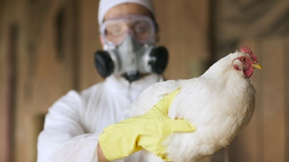 Depuis 2021, il y a eu des épidémies de grippe aviaire chez les volailles et les oiseaux sauvages. L'OMS a averti que la transmission du virus pourrait augmenter chez l'homme