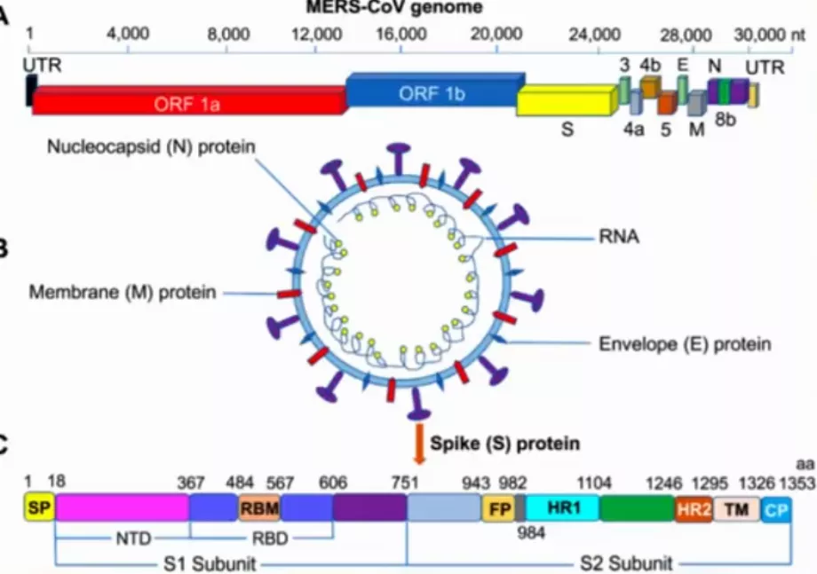 Le virus covid-19 possède des protéines spéciales qui lui permettent d'être plus contagieux (X)