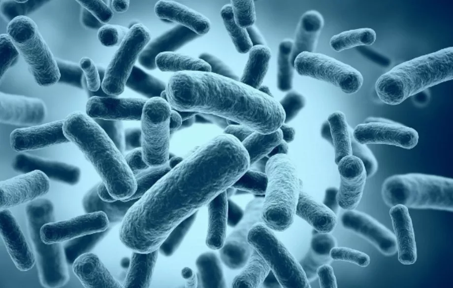 Les probiotiques sont des micro-organismes sains présents dans la flore intestinale (Dossier)