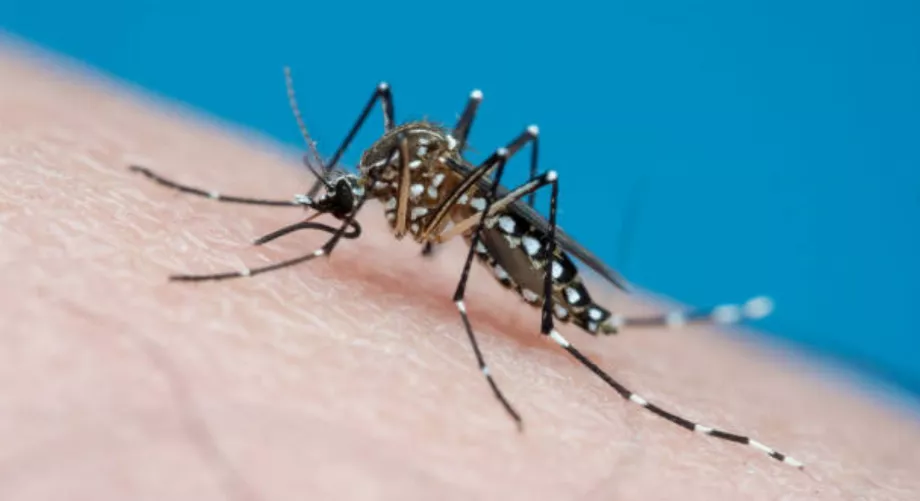 Des infections à la dengue ont été signalées sans interruption au cours de l’hiver 2023 (Getty Images)