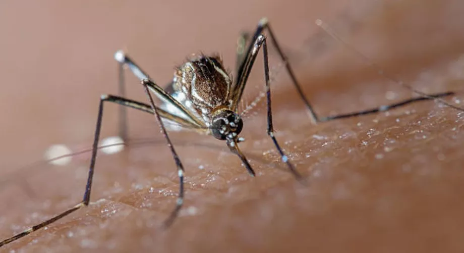 Les autorités demandent aux citoyens de prendre d'extrêmes précautions pour éviter la propagation du moustique (Getty Images)