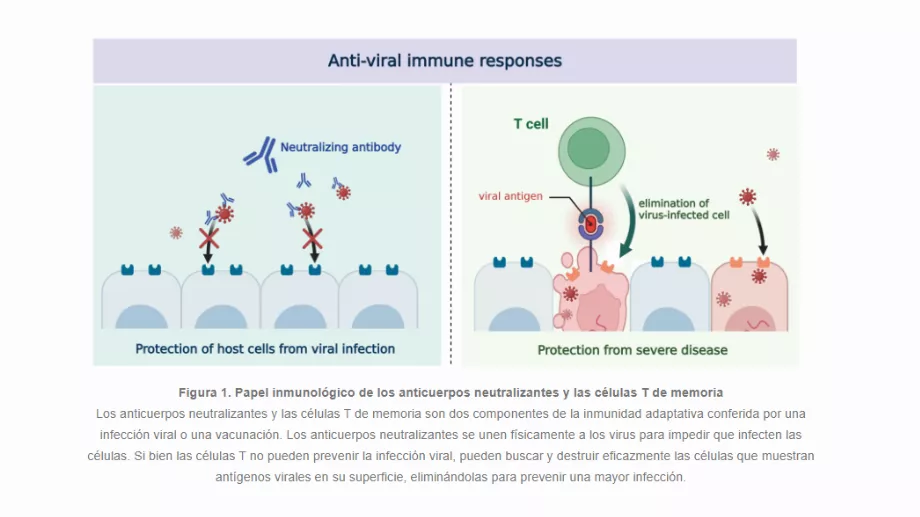 Le rôle immunologique des anticorps neutralisants et des cellules T mémoire Avec l'aimable autorisation de l'Institut des sciences fondamentales (IBS)